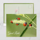 Viel Glück mit niedlichen kleinen Ladybugs! Postkarte (Vorne/Hinten)