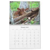 Viel Kühe und ein bisschen Bull Calendar Kalender (Jan 2026)