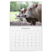 Viel Kühe und ein bisschen Bull zu Kalender (Jan 2026)