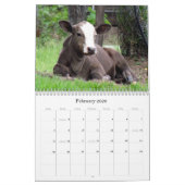 Viel Kühe und ein bisschen Bull zu Kalender (Feb 2026)