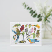 Viel Parrots auf vielen Geschenken Postkarte (Stehend Vorderseite)