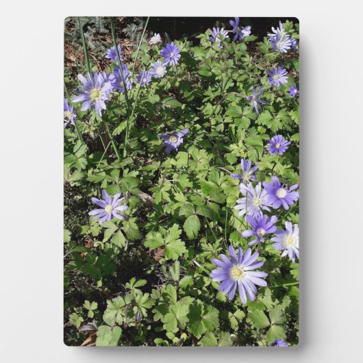 Viele Blume Fotoplatte (Vorderseite)