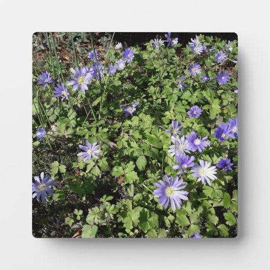 Viele Blume Fotoplatte (Vorderseite)