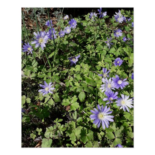 Viele Blume Poster (Vorderseite)