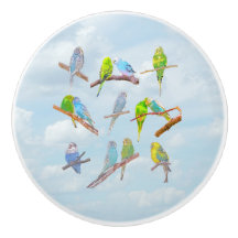 Viele bunte Parakets - niedliche kleine Vögel