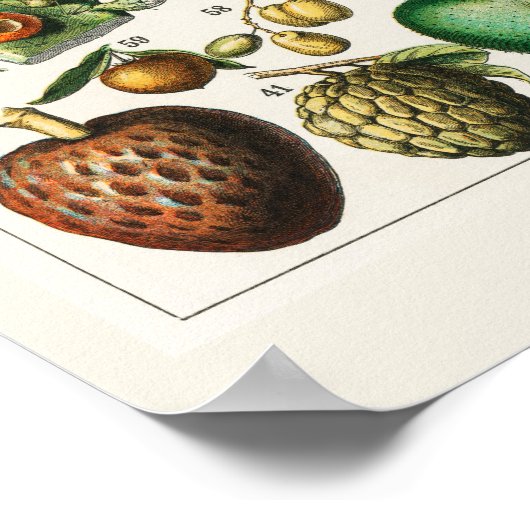 Viele Früchte Poster (Ecke)