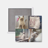 Viele Gesichter einer Ragdoll Katze Magnet (Vorderseite/Rückseite)