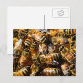Viele Honigbienen Postkarte (Vorne/Hinten)