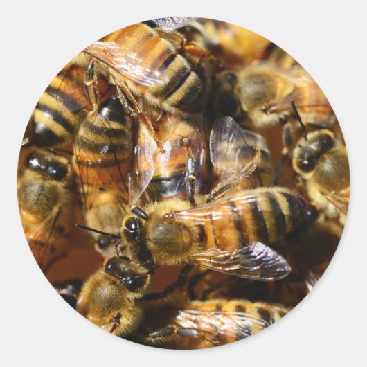Viele Honigbienen Runder Aufkleber (Vorderseite)