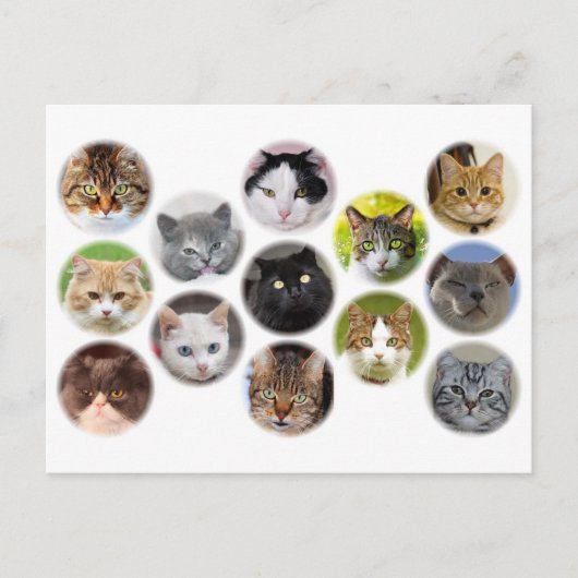 Viele Katzen-Karten Postkarte (Vorderseite)