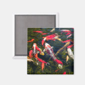Viele Koi Karpfen auf der Wasseroberfläche Magnet (Vorderseite/Rückseite)