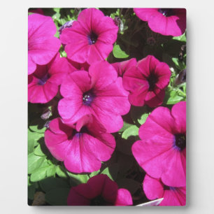 Viele Lila Petunias Fotoplatte