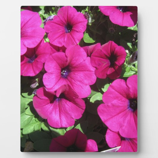 Viele Lila Petunias Fotoplatte (Vorderseite)