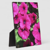 Viele Lila Petunias Fotoplatte (Seite)