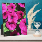 Viele Lila Petunias Fotoplatte (Seite)
