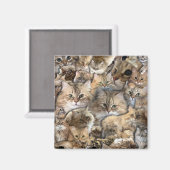 Viele Mini-Katzen Magnet (Vorderseite/Rückseite)