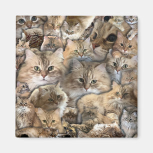 Viele Mini-Katzen Magnet