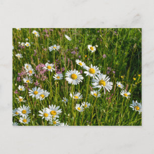 Viele Molkereien auf einer Wiese Postkarte