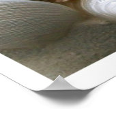 Viele Muscheldrucke Poster (Ecke)