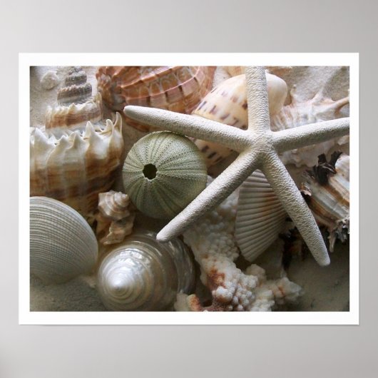 Viele Muscheldrucke Poster (Vorne)