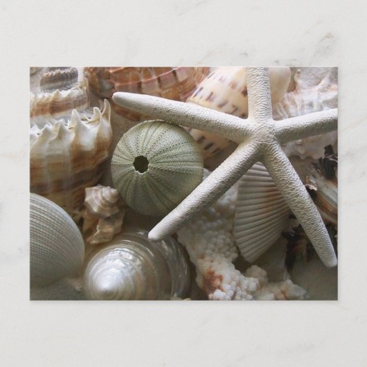 Viele Muscheldrucke Postkarte (Vorderseite)