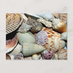 Viele Muscheln Postkarte