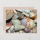 Viele Muscheln Postkarte (Vorne/Hinten)