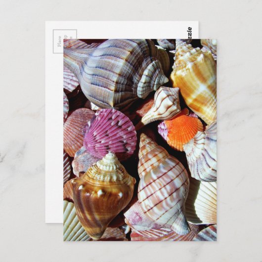 Viele Muschelschalen am Meer - nautische Printwerb Postkarte (Vorne/Hinten)