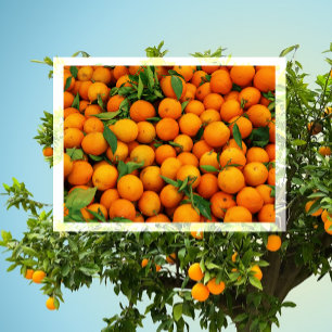 Viele Orangen Postkarte