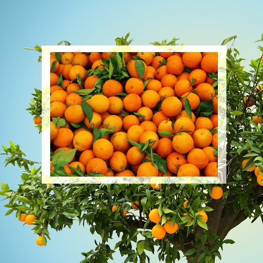 Viele Orangen Postkarte