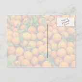 Viele Orangen Postkarte (Rückseite)
