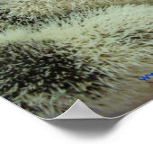 Viele Pintos Poster (Ecke)