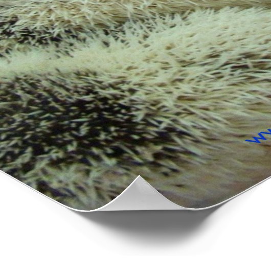 Viele Pintos Poster (Ecke)