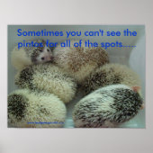 Viele Pintos Poster (Vorne)