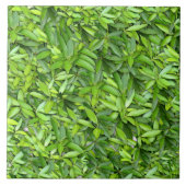 Viele schöne grüne Blätter Fliese (Vorderseite)