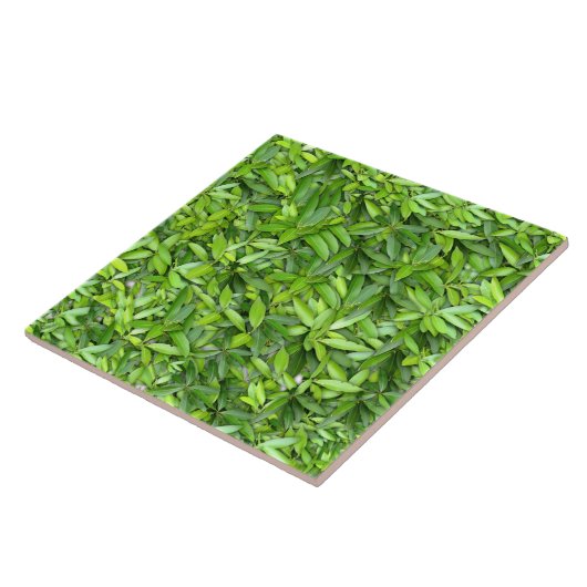 Viele schöne grüne Blätter Fliese (Seite)