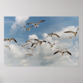 Viele Seagulls Poster (Vorne)