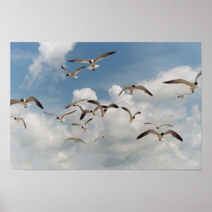 Viele Seagulls Poster