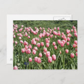 VIELE TULIPS POSTKARTE (Vorne/Hinten)