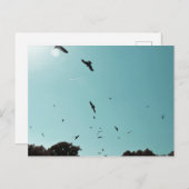 Viele Vögel und ein Kontrastmittel Postkarte (Vorne/Hinten)