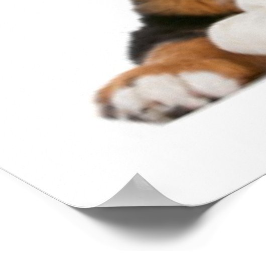 Viele Welpen Poster (Ecke)