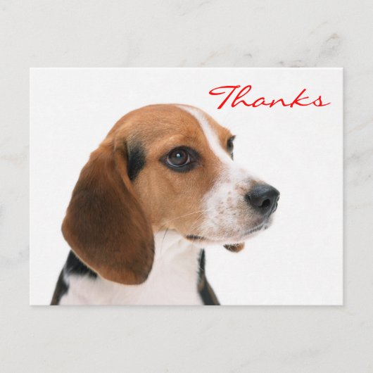 Vielen Dank Beagle Welpe Hund Gruß Postkarte (Vorderseite)