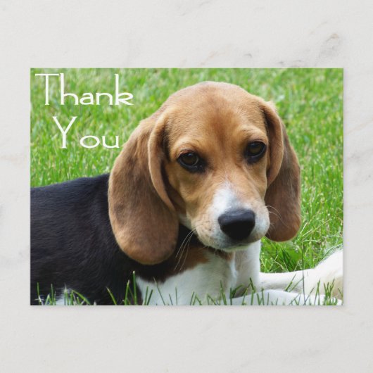 Vielen Dank Beagle Welpe Hund Grußkarte Post Card Postkarte (Vorderseite)