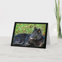 Vielen Dank, Belgische Schäferkarte