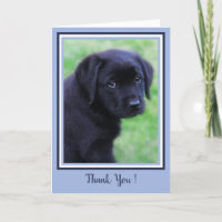Vielen Dank Black Labrador Puppy Niedlich Dog Blue