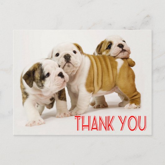 Vielen Dank Englisch Bulldog Puppy Dogs Postcard Postkarte (Vorderseite)