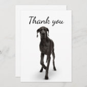 Vielen Dank für Ihr großes Dane Hund Tier Dankeskarte (Vorne/Hinten)
