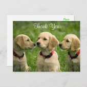 Vielen Dank Golden Retriever Welppies Postcard Postkarte (Vorne/Hinten)