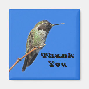 Vielen Dank Hummingbird Foto Nature Apprecision Magnet
