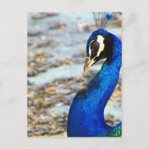 Vielen Dank, ich Miss You_ Postcard Postkarte